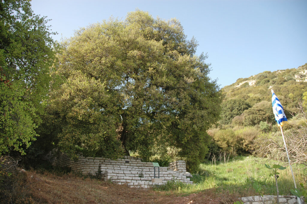 Acer sempervirens