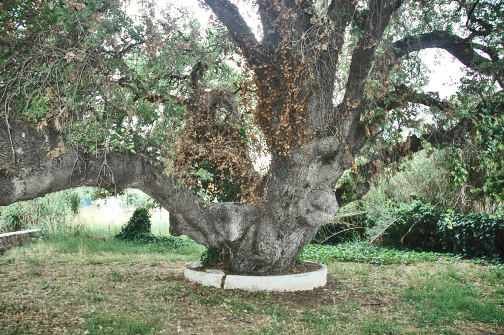 Querqus ithaburensis