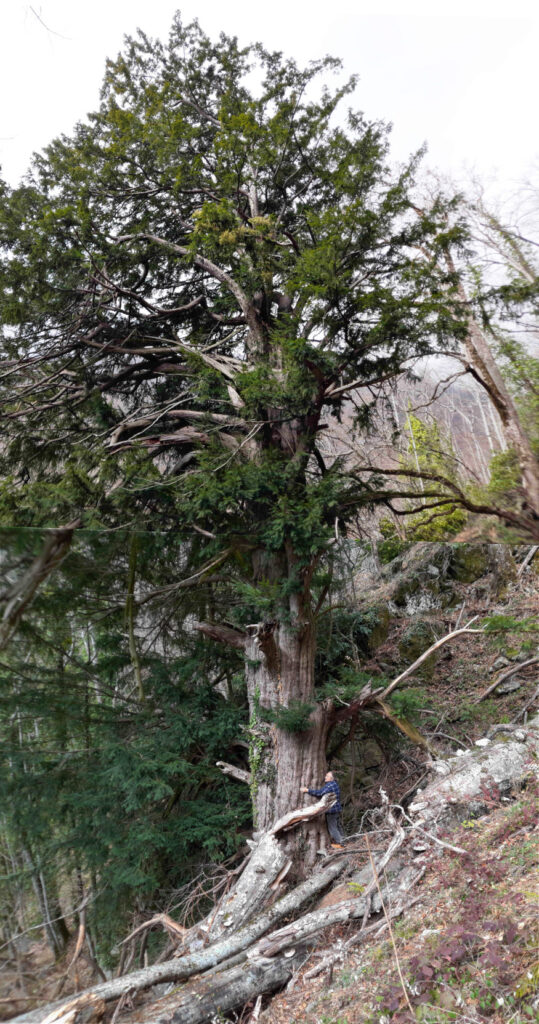 Ίταμος, Μπέλες, Εθνικό Πάρκο Κερκίνης