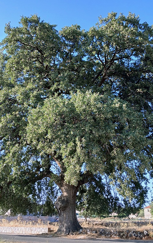ήμερη βελανιδιά, Πάρνωνας